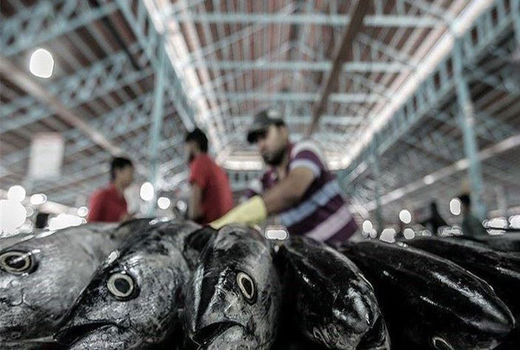 افزایش 18 درصدی صادرات آبزیان در 6 ماهه اول امسال