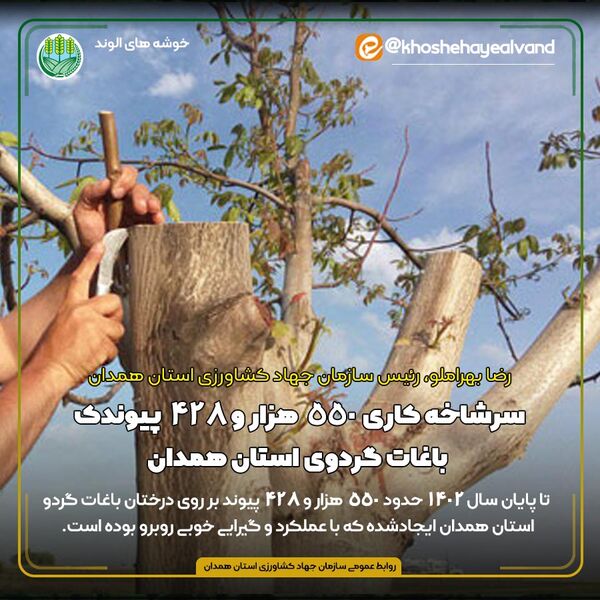 سرشاخه کاری 550 هزار و 428 پیوندک باغات گردوی استان همدان