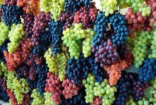تولید بیش از 50نوع انگور در کردستان
