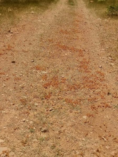 اقدام جهادی مدیریت حفظ نباتات استان در مبارزه با این آفت خطرناک