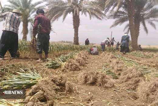 کشت سیر در استان کرمان یکی از برنامه‌های الگوی کشت است