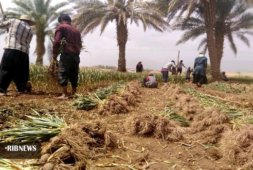 کشت سیر در استان کرمان یکی از برنامه‌های الگوی کشت است