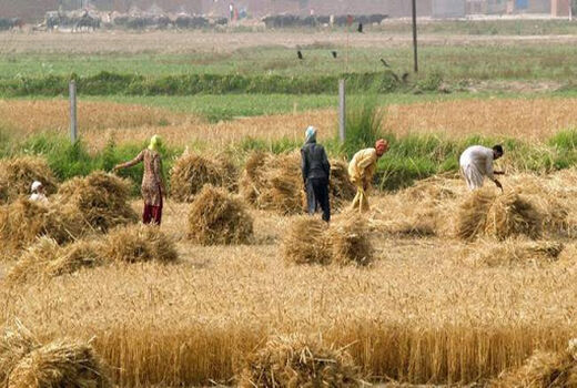تسهیلات روستایی در شیروان هزار و ۷۱۳ اشتغال ایجاد کرد