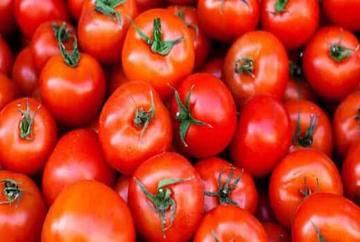 گوجه کاران سطوح ابلاغی کشت را رعایت کنند