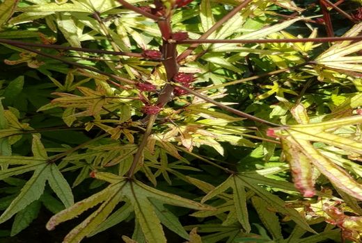 چای ترش در خرامه تولید شد