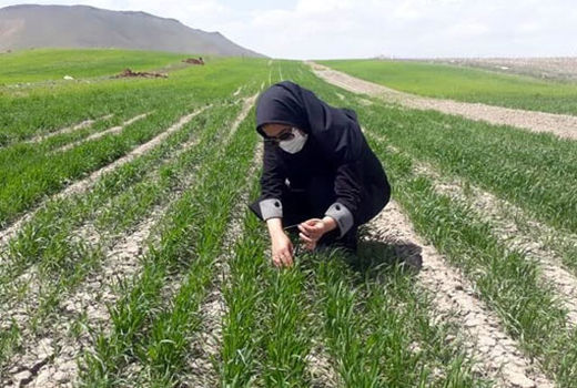 پایش مداوم آفات، بیماری‌ها و علف های هرز مزارع توسط کارشناسان پهنه شهرستان هشترود