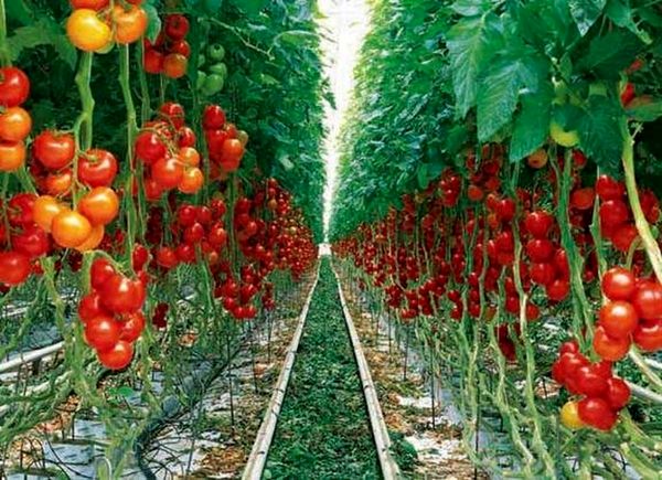 کاهش واسطه‌گری مستلزم تقویت تشکل‌های کشاورزی در تیران و کرون است