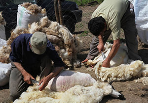 فصل پشم چینی در استان بوشهر آغاز شد 