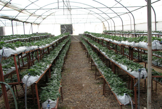 44 میلیون لیتر سوخت در واحدهای تولیدی بخش کشاورزی استان قزوین توزیع شد 