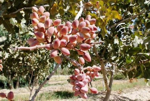 انجام طرح تحقیقی ترویجی زنبور مغزخوار پسته در باغات پسته رفسنجان 