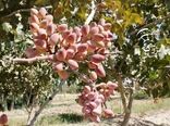 انجام طرح تحقیقی ترویجی زنبور مغزخوار پسته در باغات پسته رفسنجان 