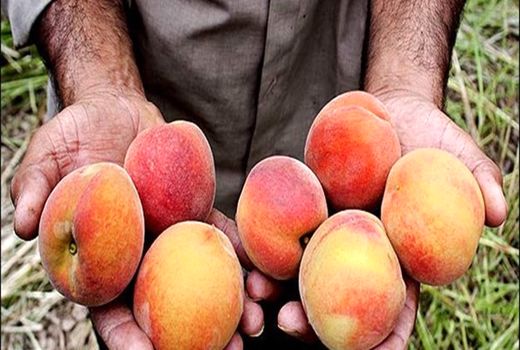 450 هکتار از اراضی میشخاص زیر کشت محصولات باغی