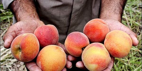 450 هکتار از اراضی میشخاص زیر کشت محصولات باغی