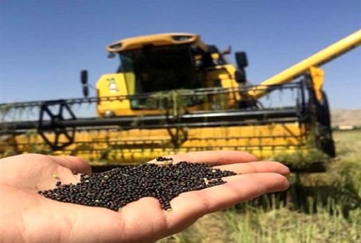 آغاز خرید دانه روغنی کلزا در خوزستان