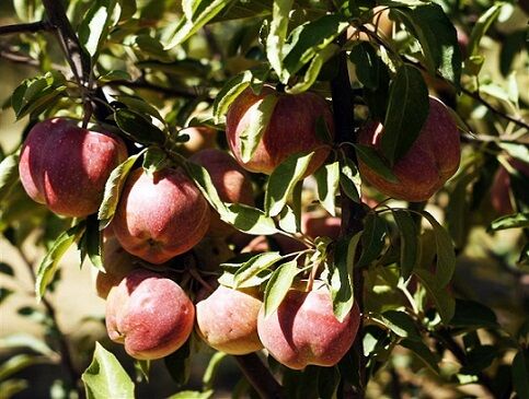 استفاده از فرمون های «اخلال در جفت یابی» تنها روش کنترل آفات بدون نیاز به سموم/ اجرای موفقیت آمیز طرح در استان زنجان
