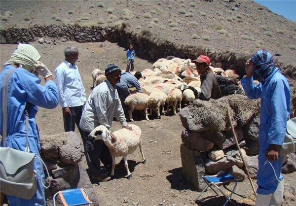 بیماری‌های مشترک انسان و دام