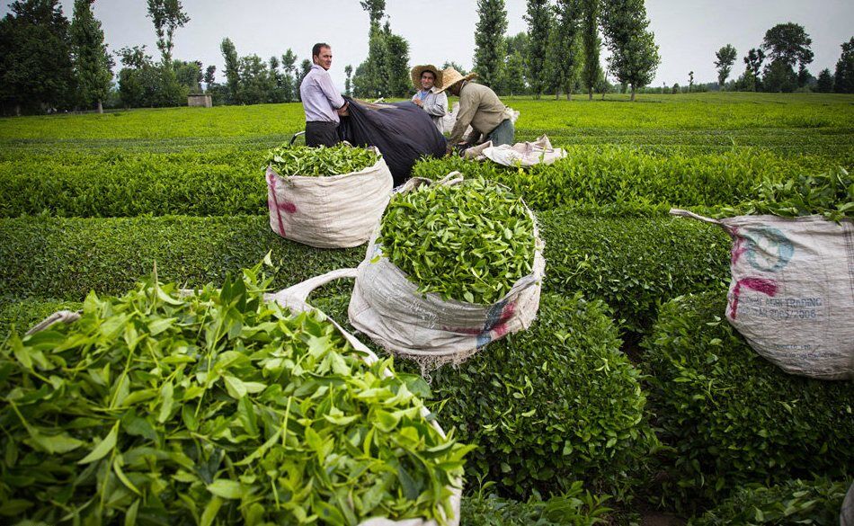  آغاز برداشت چین دوم برگ سبز چای از باغات چای گیلان و مازندران