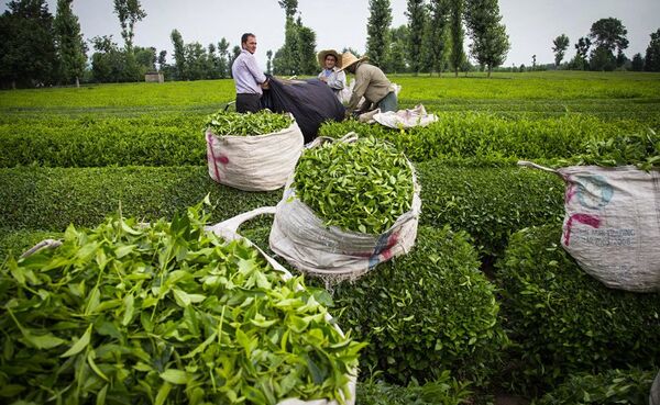 افزایش 14 درصدی خرید برگ سبز چای  تا نیمه تیرماه 