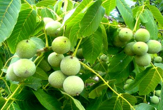 طرح “سرشاخه‌‌کاری و پیوندزنی” درختان گردوی دامغان در حال اجراست