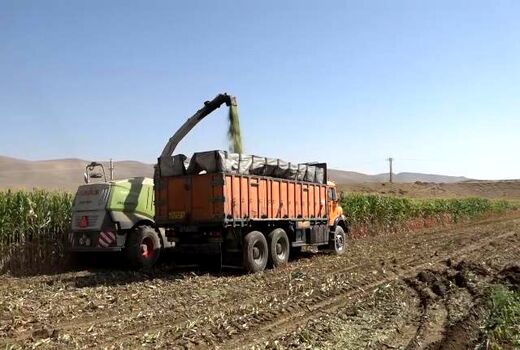 رونق برداشت ذرت علوفه‌ای در فریدن