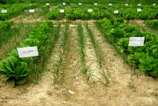 کشت توأم پیاز و کاهو؛ راهکاری برای افزایش بهره‌وری در کشاورزی خوزستان