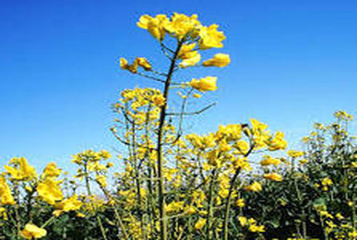 حدود ۵۰۰ هکتار از مزارع استان اصفهان زیرکشت کلزا