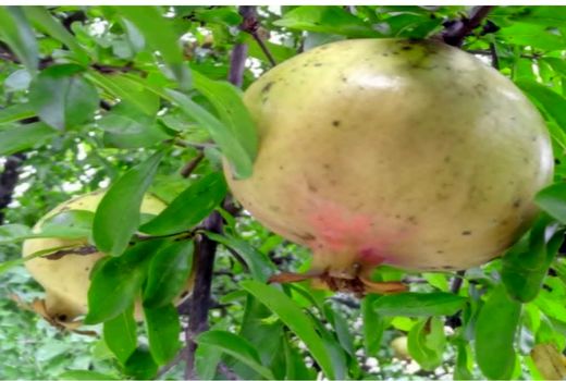 آغاز برداشت انار از باغات ارسنجان