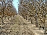 اثر روغن پاشی درختان میوه در کاهش جمعیت آفات زمستان گذران