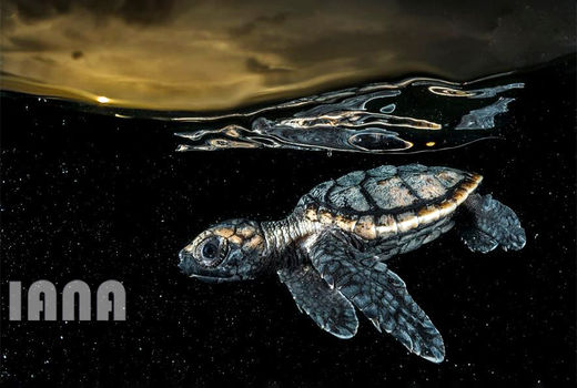 بچه لاک‌پشت پوزه عقابی 