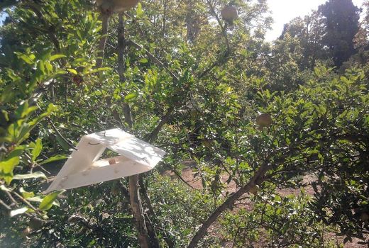 آفتی با جثه میلی‌متری و خسارت میلیاردی