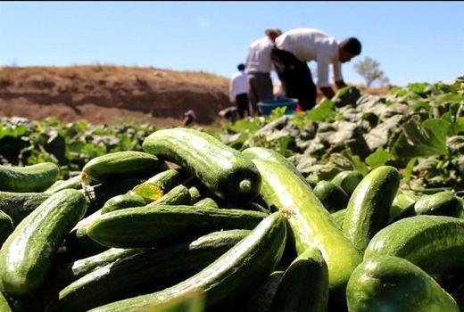 پیش بینی برداشت ۷۹هزار تن خیار سبز