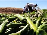 پیش بینی برداشت ۷۹هزار تن خیار سبز