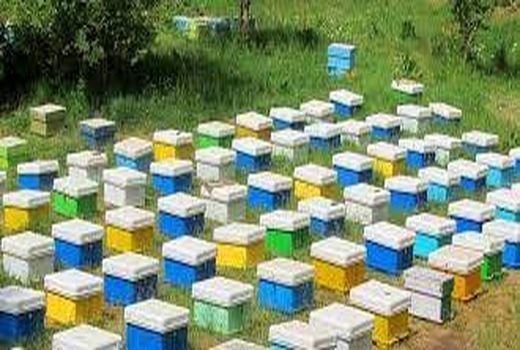 اتمام طرح سرشماری از زنبورستان ها در امیدیه