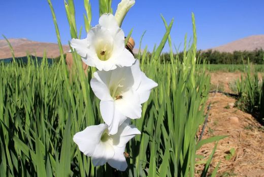 سرمایه‌گذاری ۵۵ میلیارد ریالی برای تولید گلایول در چهارمحال و بختیاری 