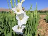 سرمایه‌گذاری ۵۵ میلیارد ریالی برای تولید گلایول در چهارمحال و بختیاری 