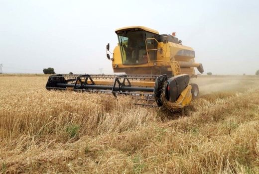11 هزار تن بذر گندم برای سال زراعی 1400-1399 تامین می‌شود