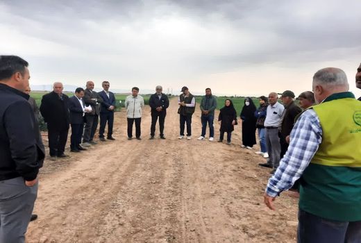 بازدید کارشناسان وزارت جهاد کشاورزی از طرح‌های مقایسه ارقام گندم در قزوین