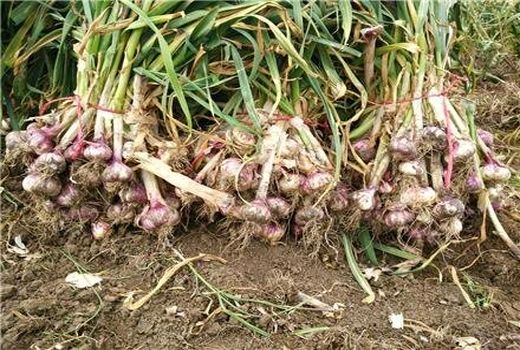  افزایش قیمت سیر تا 8000 تومان با امکان صادرات  آن