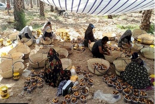 برداشت خرما از نخلستان های کازرون آغاز شد 
