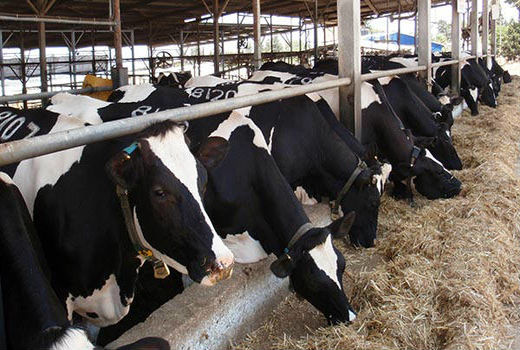 اجرای ۲ طرح دامپروری در شهر هفشجان