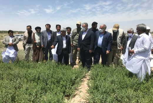 وزیر جهاد کشاورزی از مزارع حنا در شهرستان دلگان بازدید کرد