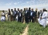 وزیر جهاد کشاورزی از مزارع حنا در شهرستان دلگان بازدید کرد
