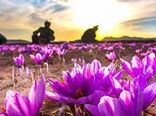 خشکسالی علت کاهش ۷۵ درصدی تولید زعفران در سرایان