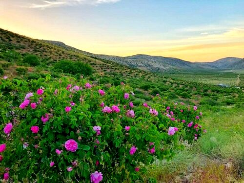 تولید محصول ارگانیک در شهرستان داراب
