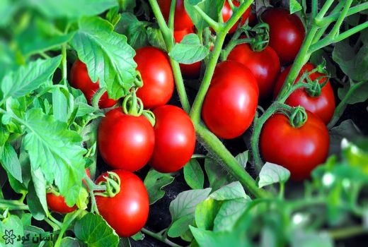 مطالعه گسترده نیترات، سلامت محصولات کشاورزی ایران را تأیید کرد