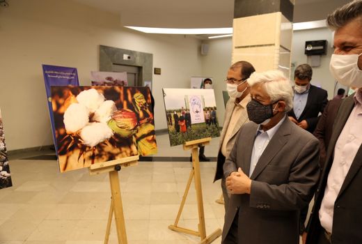 برگزاری نمایشگاه عکس و رونمایی از تمبر یادبود روز جهانی پنبه