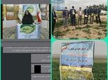 برگزاری رویداد ترویجی تغذیه کلزا و افزایش مواد آلی خاک در مهران