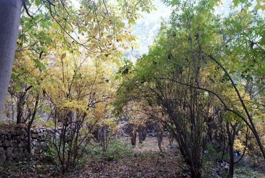 با آفات گیاهی زمستانه چه کنیم؟