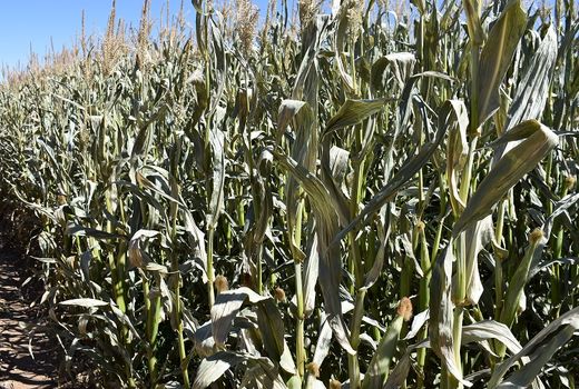 سرمازدگی ۸۰ درصد از مزارع ذرت علوفه‌ای دهاقان