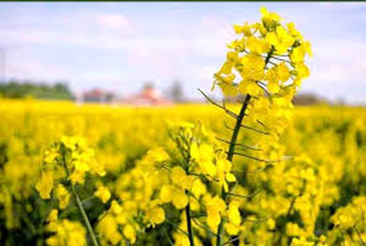 زراعت کلزا و اجرای الگوی کشت در خرمشهر